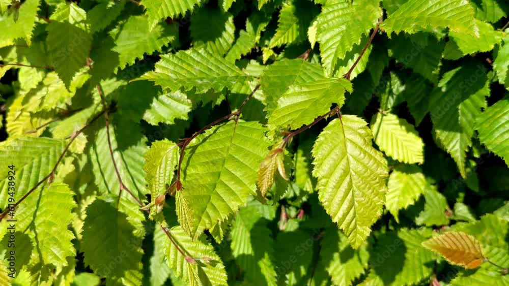 Carpinus betulus. Beautiful branch of European or common hornbeam with lush green leaves gently stirred by breeze in spring on a sunny day Carpinus betulus. Beautiful branch of European or common hornbeam with lush green leaves gently stirred by breeze in spring on a sunny day