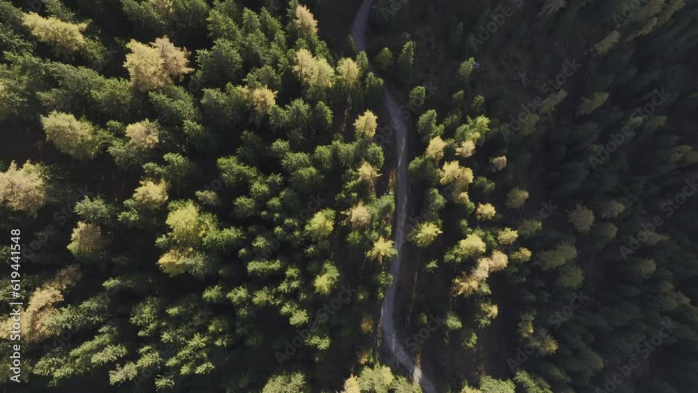 Colourful coniferous forests with larches and forest path, drone shot, Nax, Valais, Switzerland, Europe Colourful coniferous forests with larches and forest path, drone shot, Nax, Valais, Switzerland, Europe