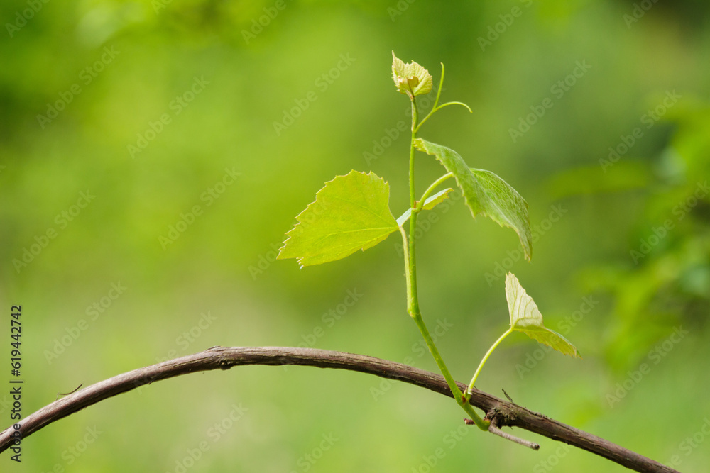Young sprout on the grape vine. Shallow depth of field Young sprout on the grape vine. Shallow depth of field