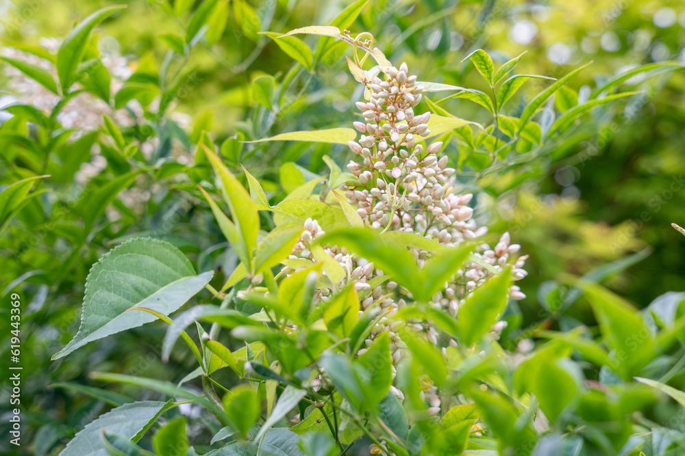 Obraz premium ナンテンの蕾と花