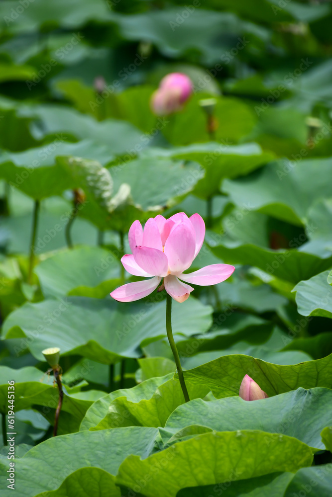 蓮の花