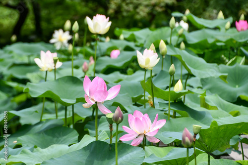 蓮の花
