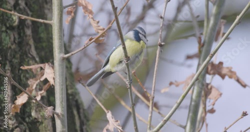 Wallpaper Mural Great tit Parus major in the wild. Songbird close up. The great tit sits on a branch and looks around. High quality 4k footage Torontodigital.ca