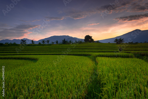 Beautiful morning view indonesia Panorama Landscape paddy fields with beauty color and sky natural light