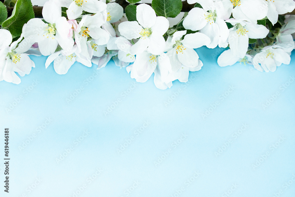 A beautiful sprig of an apple tree with white flowers against a blue background. Blossoming branch. Spring still life. Place for text. Concept of spring or mom day