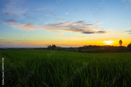 Beautiful morning view indonesia Panorama Landscape paddy fields with beauty color and sky natural light © RahmadHimawan