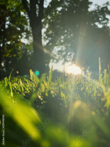 Sun rays in the grass.
