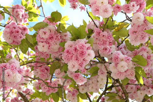 Prunus serrulata cherry blossom 'Fugenzo' in flower.