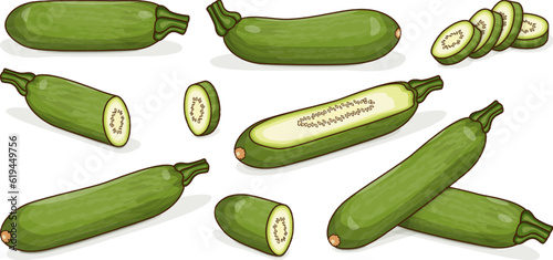 Set with whole, half, quarter, slices of Aehobak or Korean zucchini or Korean courgette. Summer squash. Cucurbita pepo. Fruits and vegetables. Clipart. Vector illustration isolated on white background
