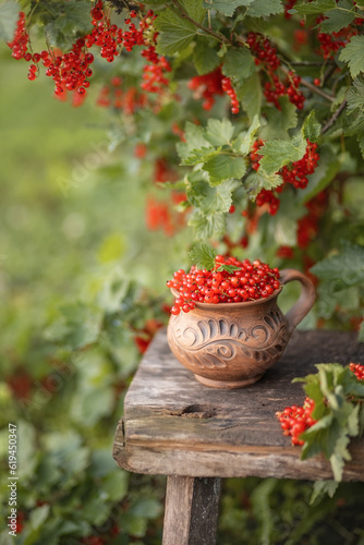 Photo of collected red currants in the summer garden.