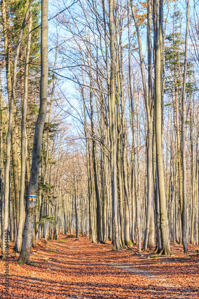 Autumn beech forest near the Opaczne pass on the yellow tourist trail in the Jałowiecki range in Beskid Makowski (Poland) on a sunny day