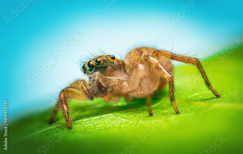 Macro close up of jumping spider on a green leaf