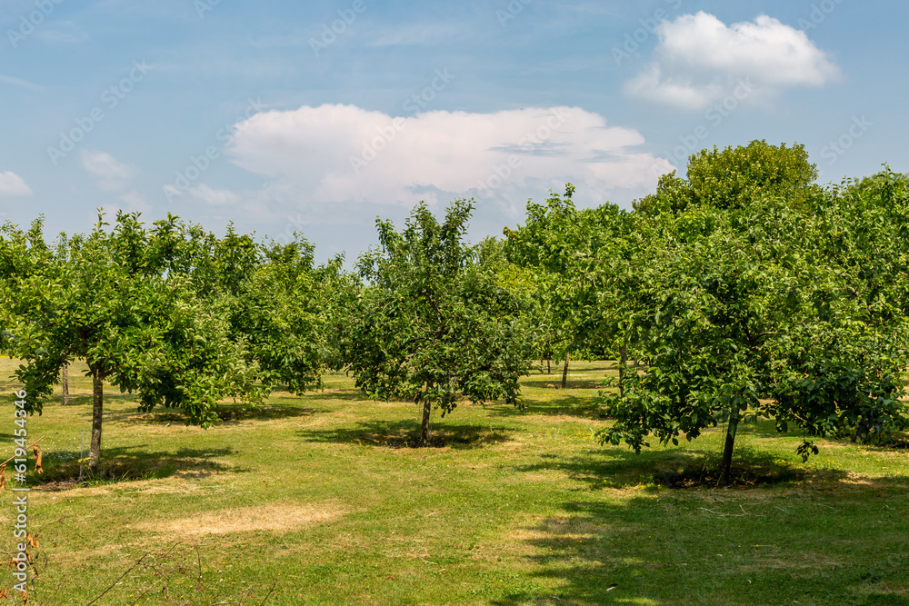 A field of fruit trees on a sunny June day