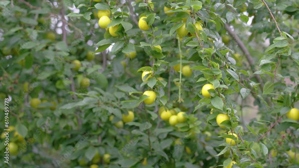 Unripe mirabelle plums on fruit tree branch in orchard Unripe mirabelle plums on fruit tree branch in orchard