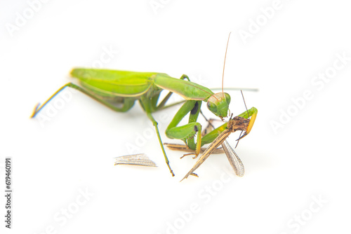 praying mantis eats a grasshopper close-up on a white background. Hunting in the world of insects. Prey for eating insects