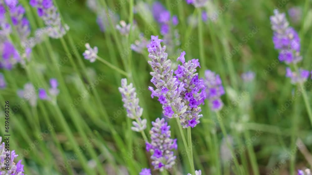 Lavender flowers field in summertime. Lavandula angustifolia flowering plant Lavender flowers field in summertime. Lavandula angustifolia flowering plant