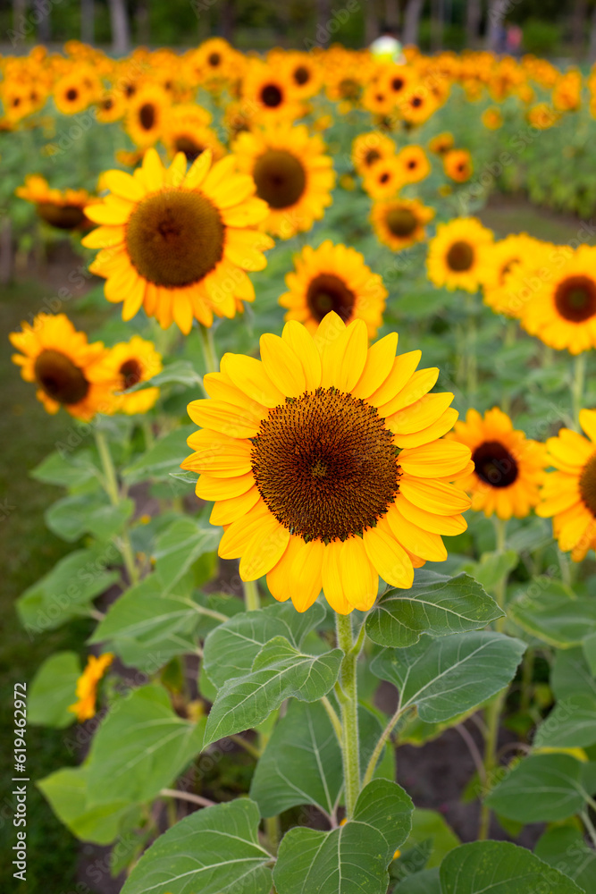 Sunflower field, Beautiful summer landscape.