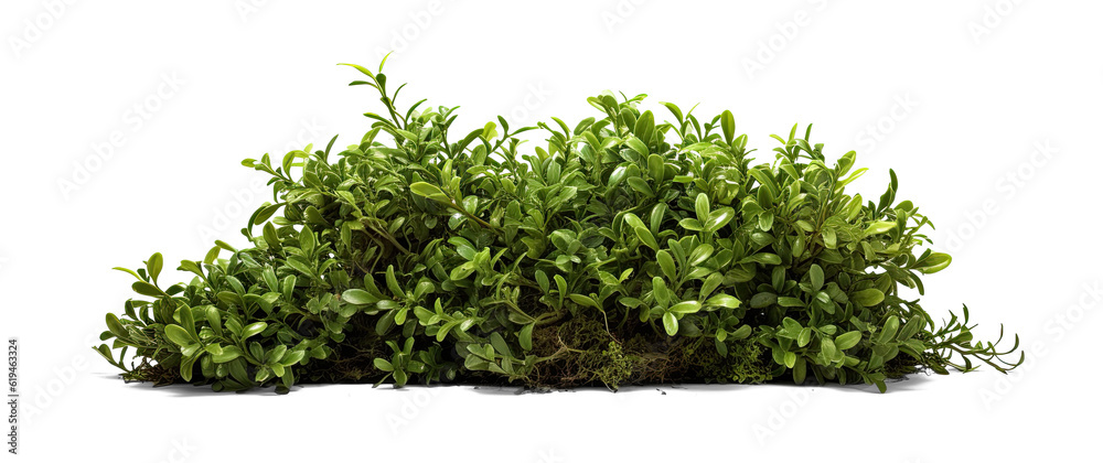 Naklejka premium bush on transparent background, png