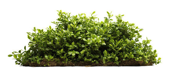bush on transparent background, png
