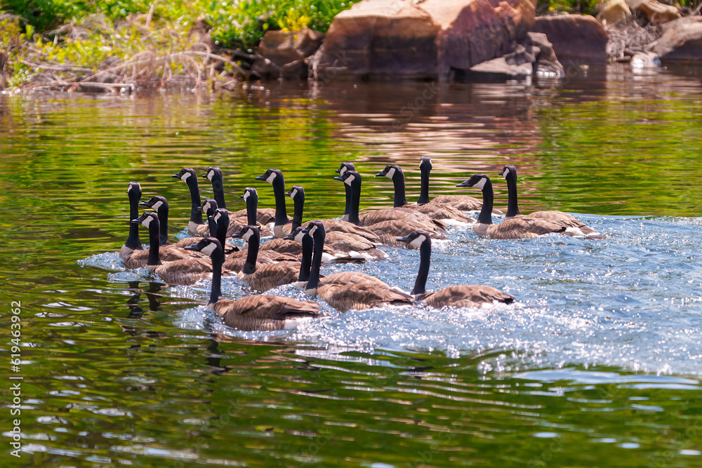 Geese In Water Canada Geese Photo and Image. Flock of birds. Geese swimming with ...