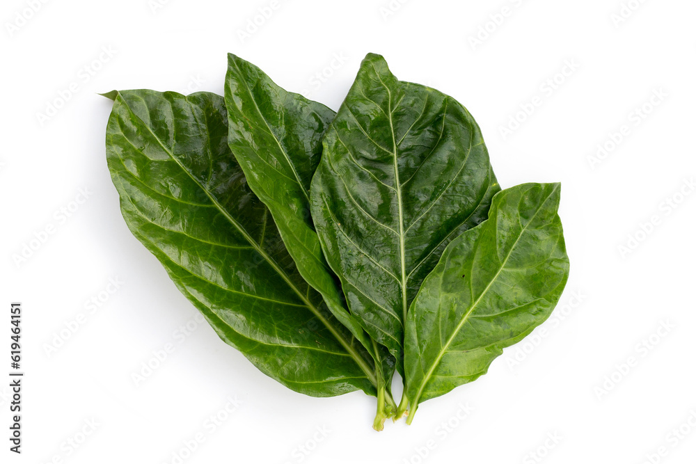 Noni or Morinda Citrifolia leaves on white background. Noni or Morinda Citrifolia leaves on white background.