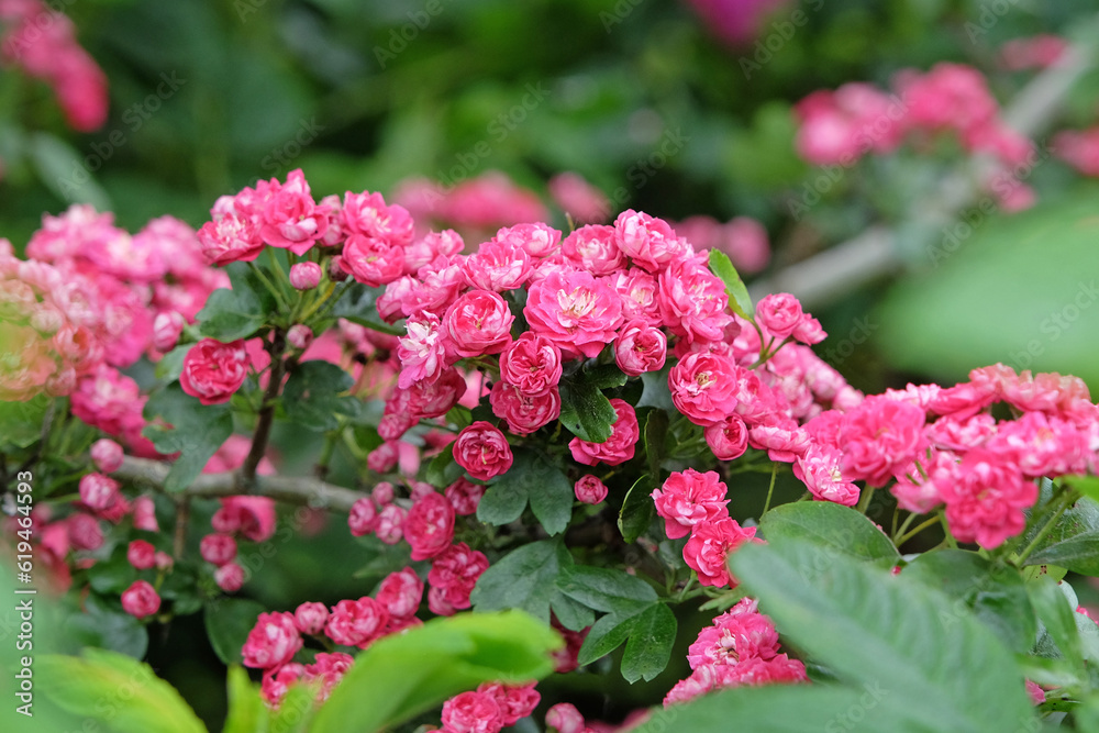 English Hawthorn 'Paul's Scarlet' in flower.
