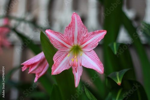 Hippeastrum striatum, the striped Barbados lily, a flowering perennial herbaceous bulbous plant, in the family Amaryllidaceae, native to the southern and eastern regions of Brazil. photo