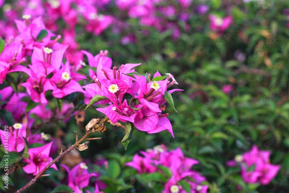 Fragrant pink Bougainvillea spectabilis flower with blurred background. Botanical photography.