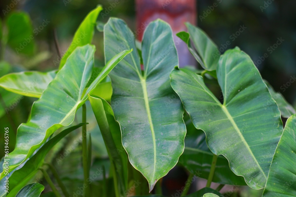 Obraz premium The lovely heart-shaped green and yellow leaves of Philodendron burle-marxii that get too hard in the sun. (Scientific name Philodendron Sp.) Is a ivy that is native to America.