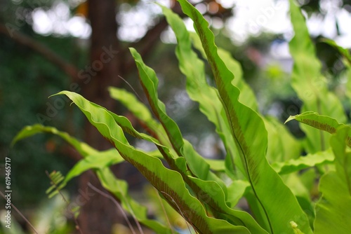 Asplenium nidus L. or in Indonesian called "Paku Sarang Burung" or "Kadaka" leaves