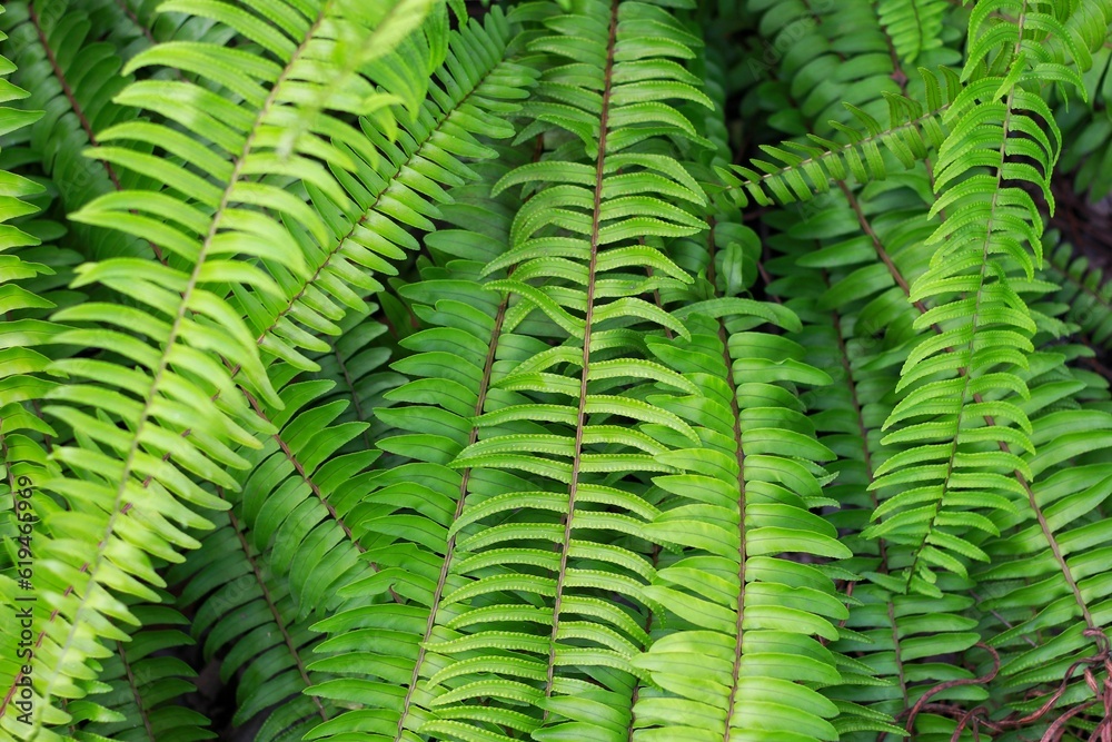Fototapeta premium Fern (Polypodiophyta) with green leaves texture background, plants in a garden