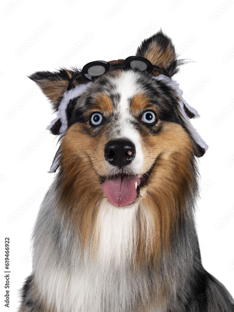 Head shot of gorgeous Australian Shepherd dog, wearing pilot hat. Looking towards camera with light blue eyes. Isolated cutout on transparent background.