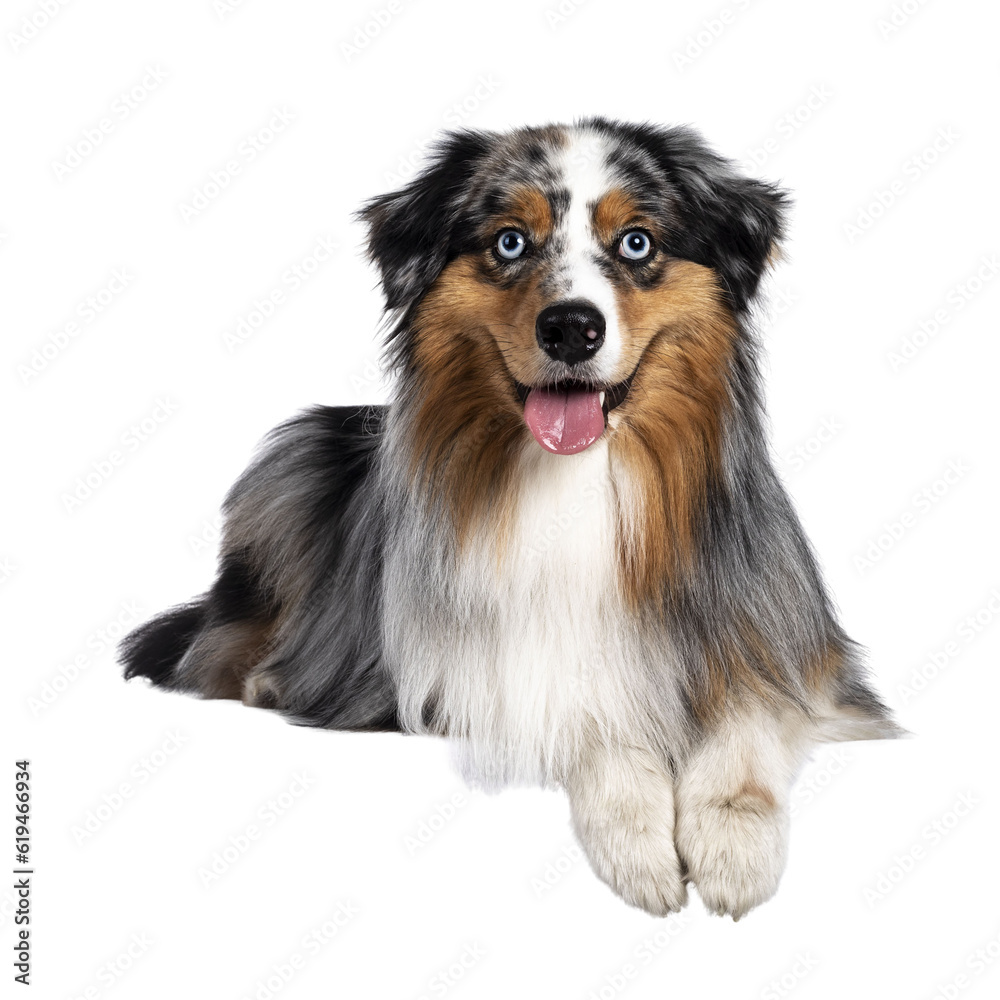Gorgeous Australian Shepherd dog, laying down with front paws over edge. Looking towards camera with light blue eyes. Isolated cutout on transparent background.
