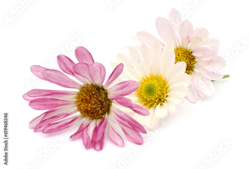 Pink daisy flowers