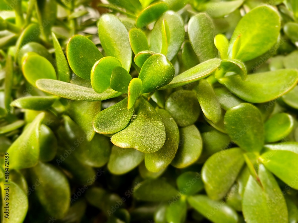 ๋Jade plant (Crassula ovata) green leaves, Money plant ๋Jade plant (Crassula ovata) green leaves, Money plant