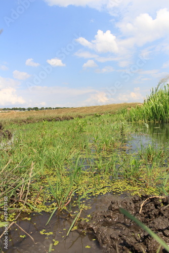 A grassy field with water and grass