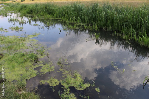 A river with grass and plants photo