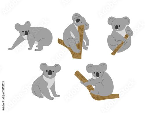 Photography Koala 3 cute on a white background, vector illustration