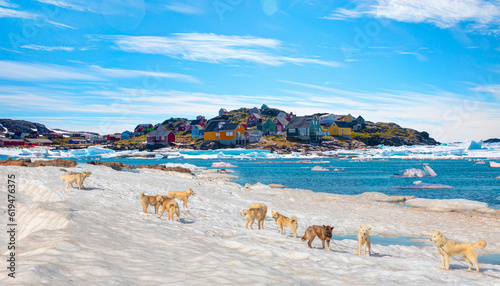 Fototapeta Naklejka Na Ścianę i Meble -  Many greenland dogs chained up on the snow, with hut-colored houses in the background and Greenland mountain and seascape - Kulusuk, Greenland