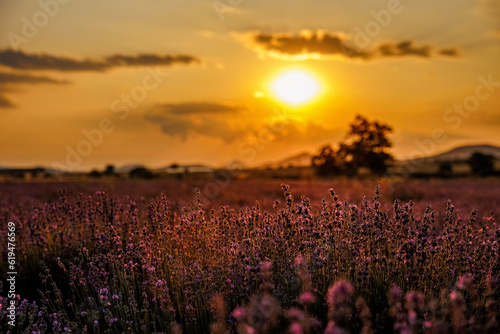 Beautiful scenery of lavender plantation on Evros Greece, cloudy sky on sunset colors