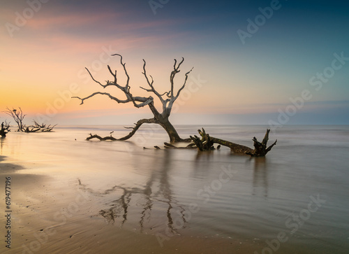 meditative seascape with dead tree and driftwood at sunrise