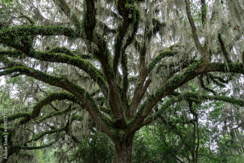 close-up view of a live oak tree with Spanish moss in lush summer green