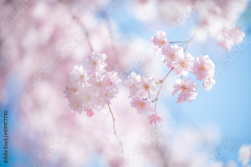 青空と桜 © Atsushi