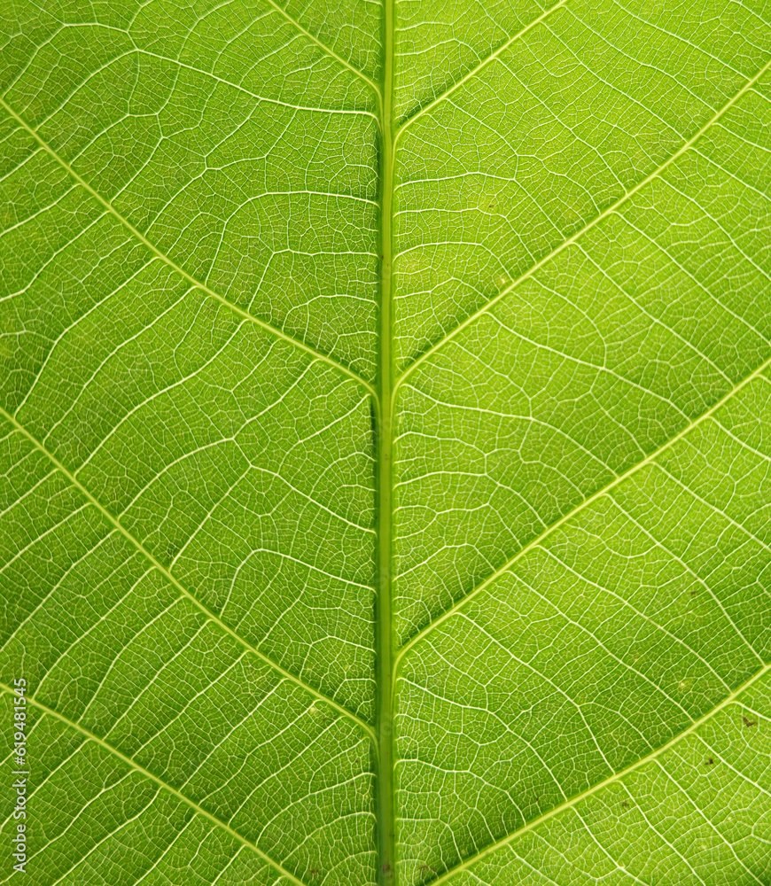 green leaf background texture macro photography green leaf background texture macro photography