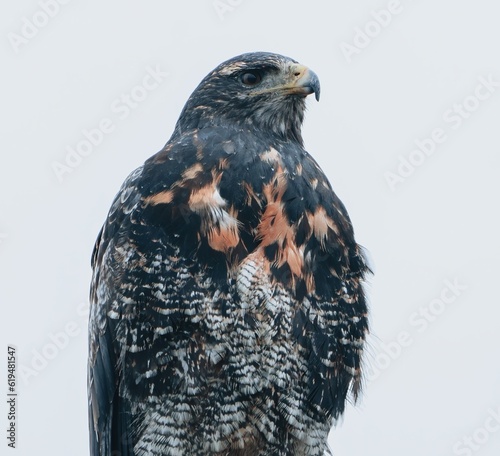 Aguila mora pasando de juvenil a adulto, con cambio de plumaje