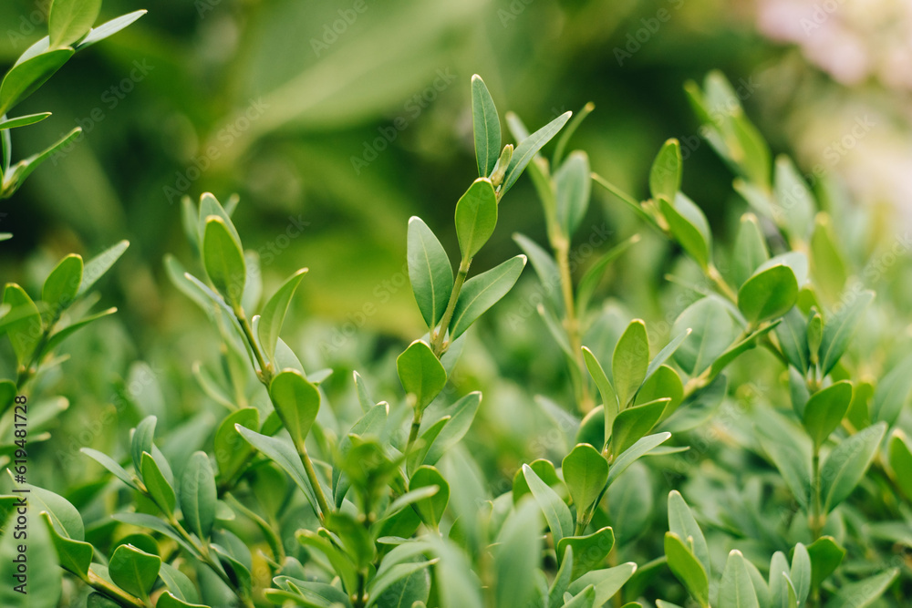 Boxwood. Macro photo of evergreen leaves of boxwood. Buxus sempervirens on a green background. Boxwood. Macro photo of evergreen leaves of boxwood. Buxus sempervirens on a green background.