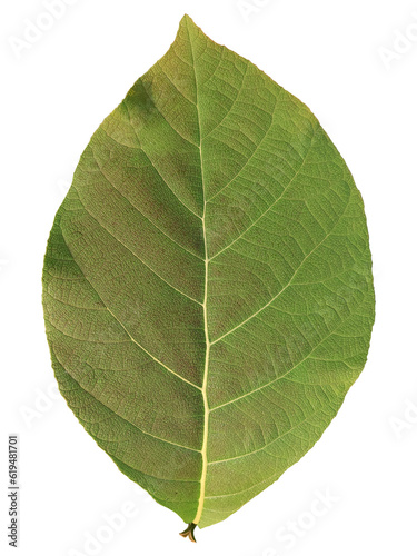 leaf background texture macro photography