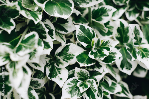 Euonymus Fortunei Emerald Gaiety with green and white leaves. Natural background.