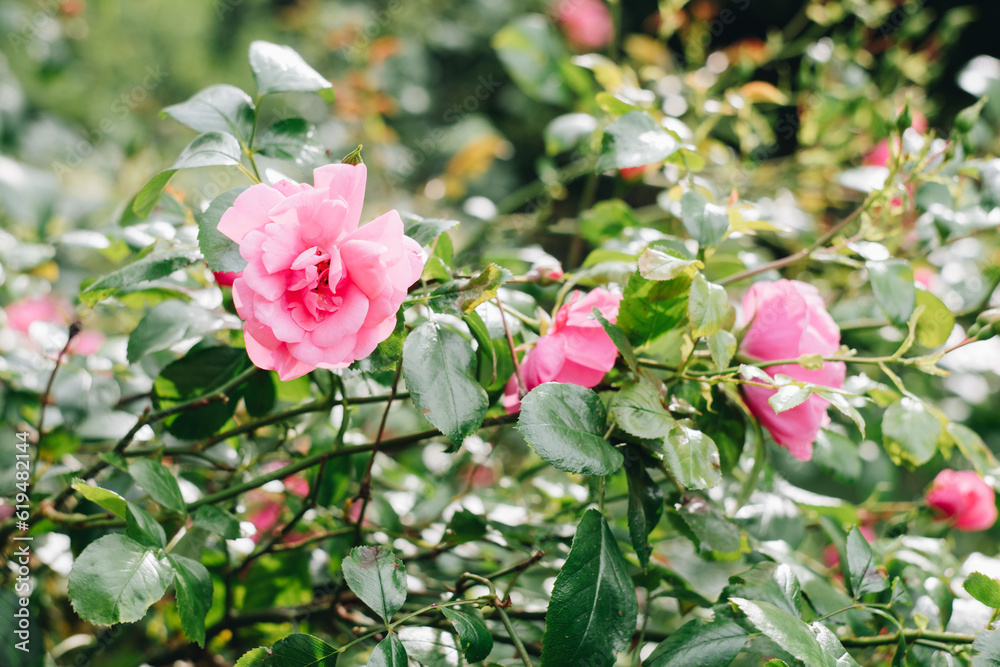 Pink rose flower against blurred rose bushes. Rose bonica 82. Garden rose bushes on a sunny day