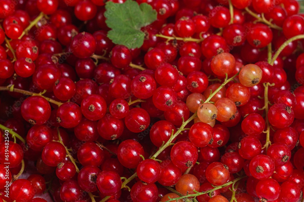 Red currant close up .Macro Red currant close up .Macro